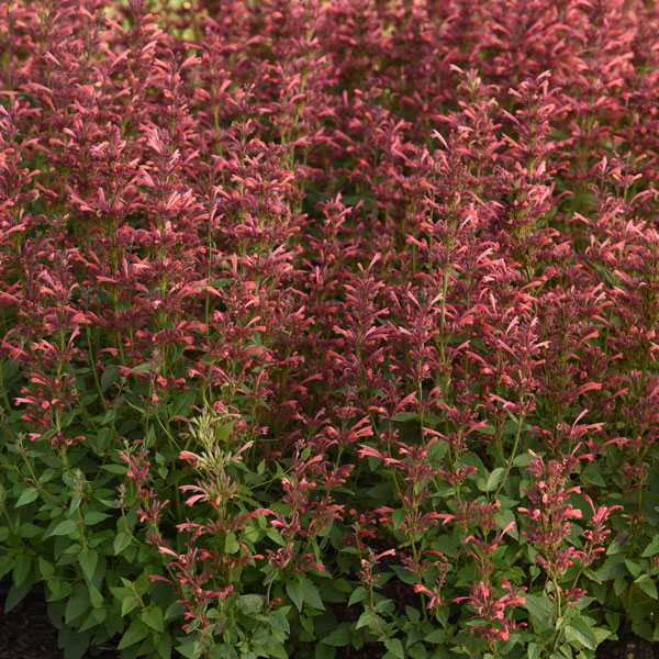 Summerlong™ Coral Mexican Giant Hyssop