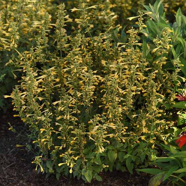 Summerlong™ Lemon Mexican Giant Hyssop