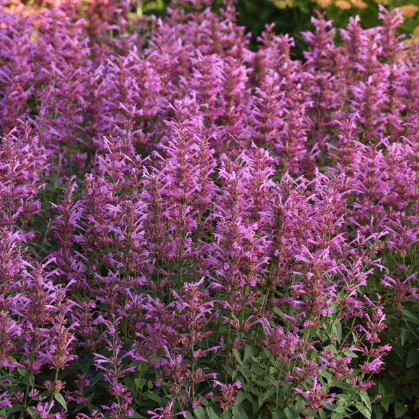 Summerlong™ Lilac Mexican Giant Hyssop