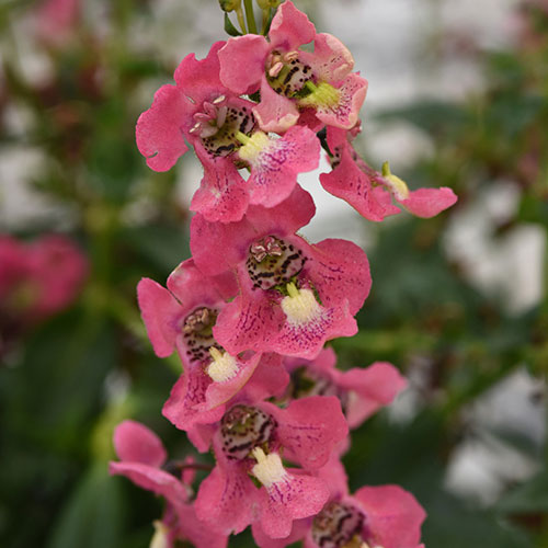 Archangel™ Coral Angelonia