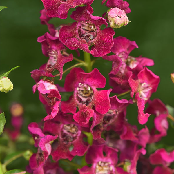 Archangel™ Fuchsia Angelonia