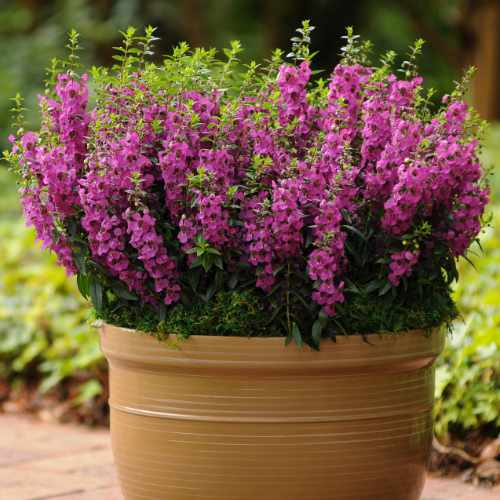 Archangel&trade; Raspberry Angelonia