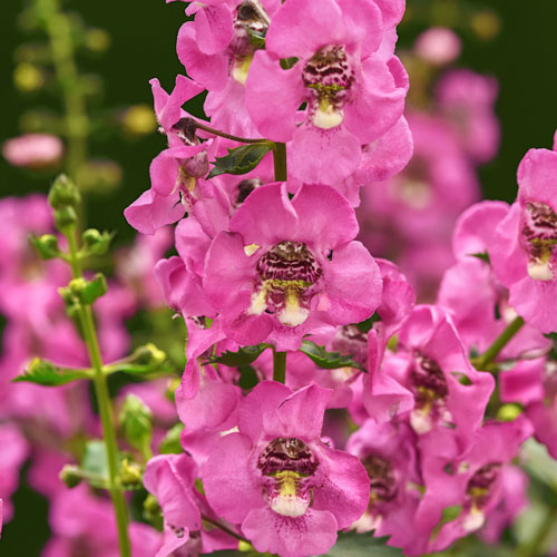 Guardian Angel™ Pink Angelonia