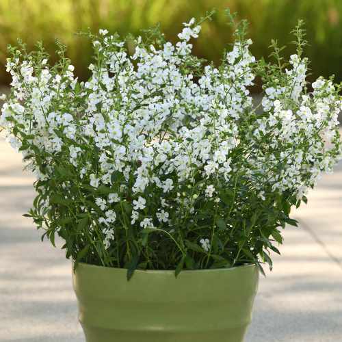 Guardian Angel&trade; White Angelonia