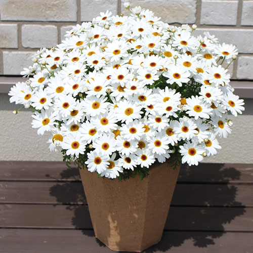 Grandaisy White Argyranthemum
