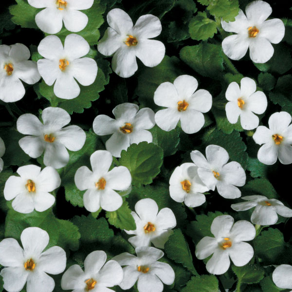 Snowstorm® Giant Snowflake® Bacopa