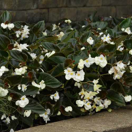 Dragon Wing&reg; White Bronze Leaf Begonia