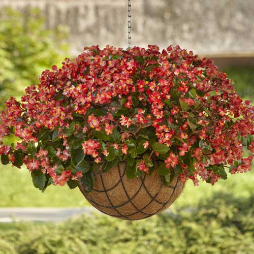 Hula™ Red White Bicolor Begonia