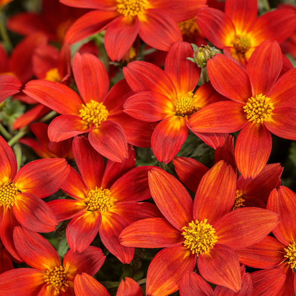 Campfire® Red Ember Bidens