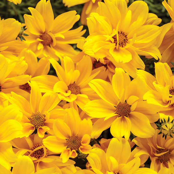 Goldilocks Rocks® Bidens