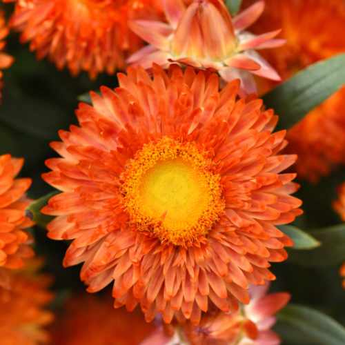 Mohave&trade; Orange Strawflower