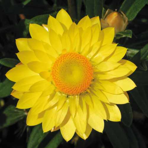 Mohave&trade; Yellow Strawflower