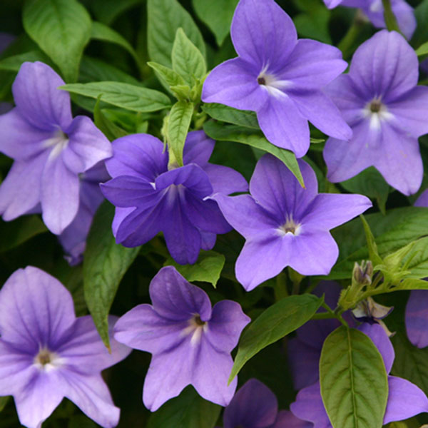 Endless™ Illumination Bush Violet