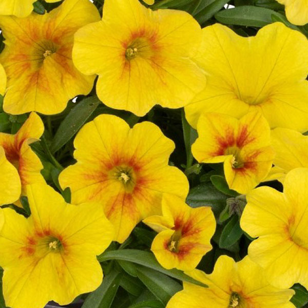 Bloomtastic Honey Calibrachoa