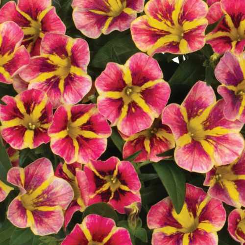 Bloomtastic Orange Cartwheel Calibrachoa