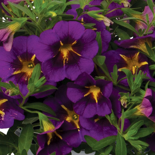 Bloomtastic Purple Cartwheel Calibrachoa