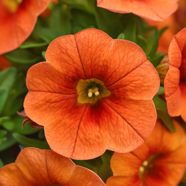 Cabaret® Bright Orange Calibrachoa