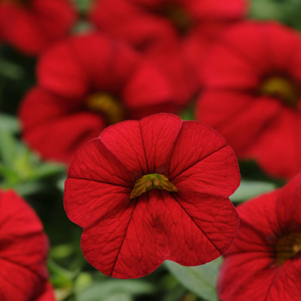 Cabaret® Bright Red Calibrachoa