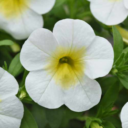 Cabaret&reg; Frosty Lemon Calibrachoa