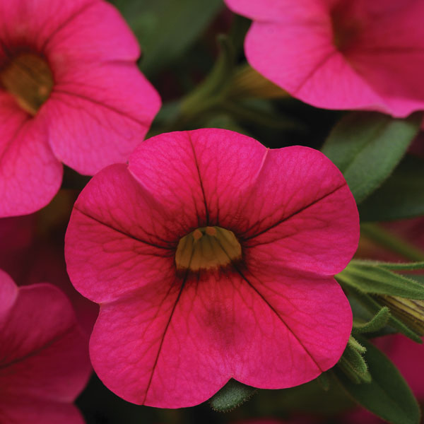 Cabaret® Hot Pink Calibrachoa