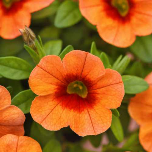 Cabaret&reg; Orange Kiss Calibrachoa