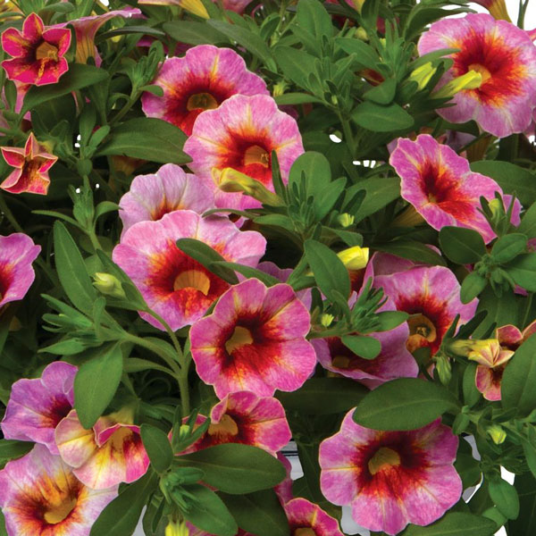 Rainbow® Dragon Berry Calibrachoa