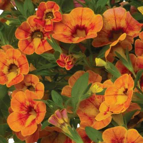 Rainbow&reg; Orange You Happy Calibrachoa