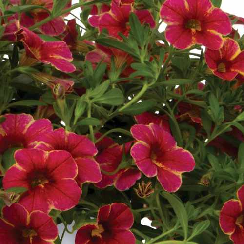 Rainbow&reg; Red Lava Calibrachoa