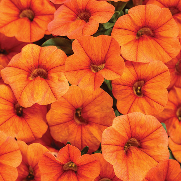 Superbells® Dreamsicle® Calibrachoa