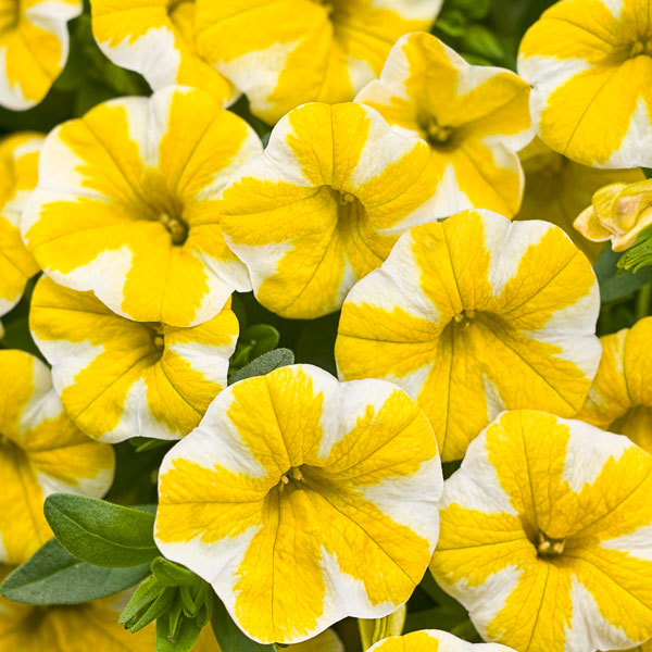 Superbells® Lemon Slice® Calibrachoa