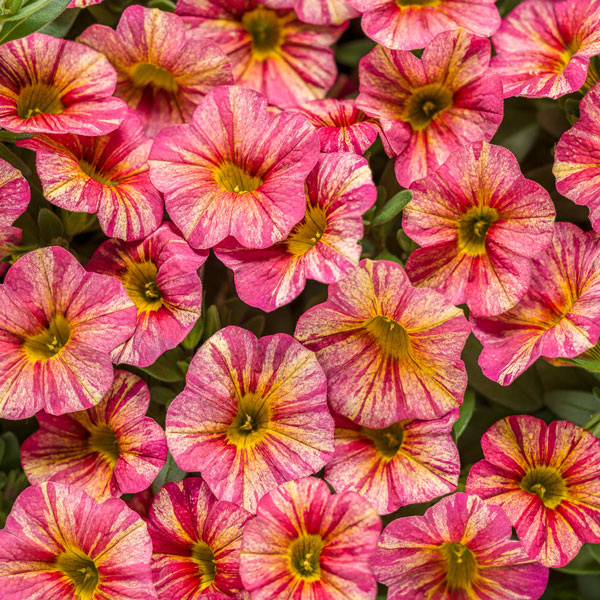 Superbells® Tropical Sunrise Calibrachoa
