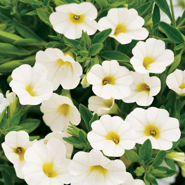 Superbells® White Calibrachoa