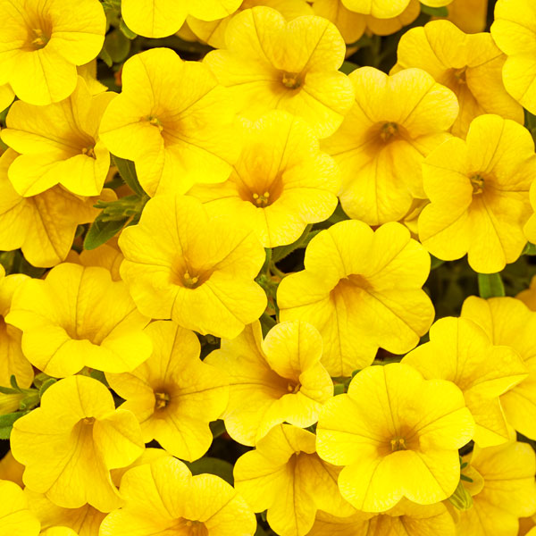 Superbells® Yellow Calibrachoa