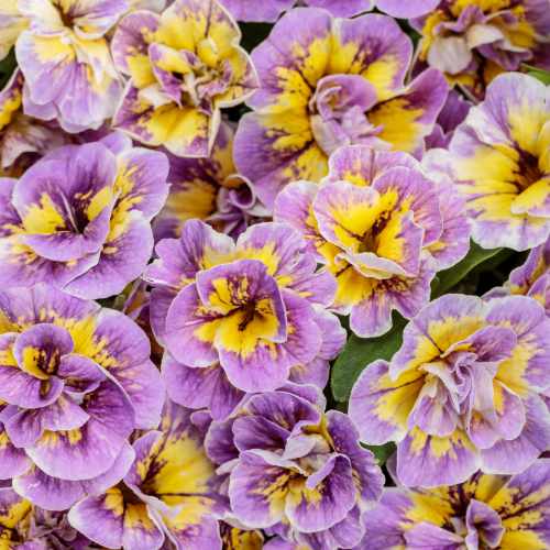 Superbells&reg; Double Mardi Gras Calibrachoa