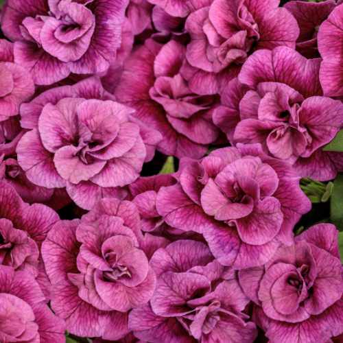 Superbells&reg; Double Midnight Magenta Calibrachoa