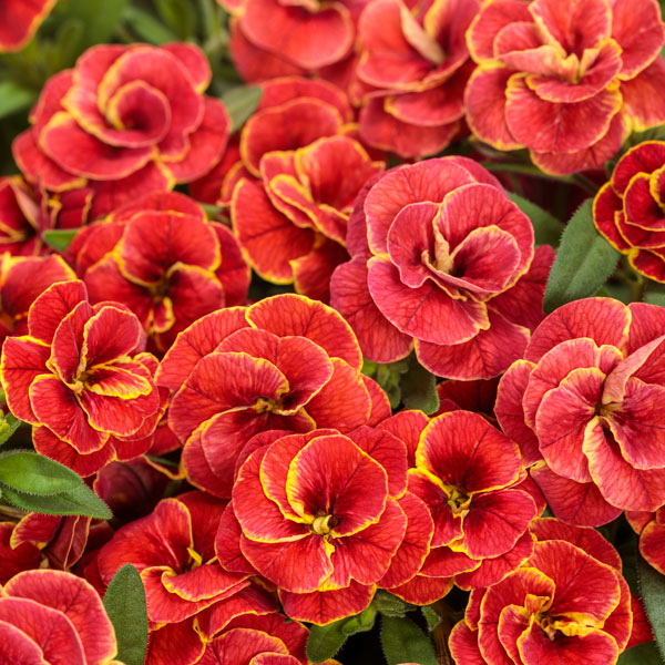 Superbells® Double Redstone Calibrachoa