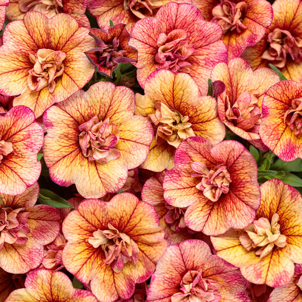 Superbells® Double Vintage Coral Calibrachoa