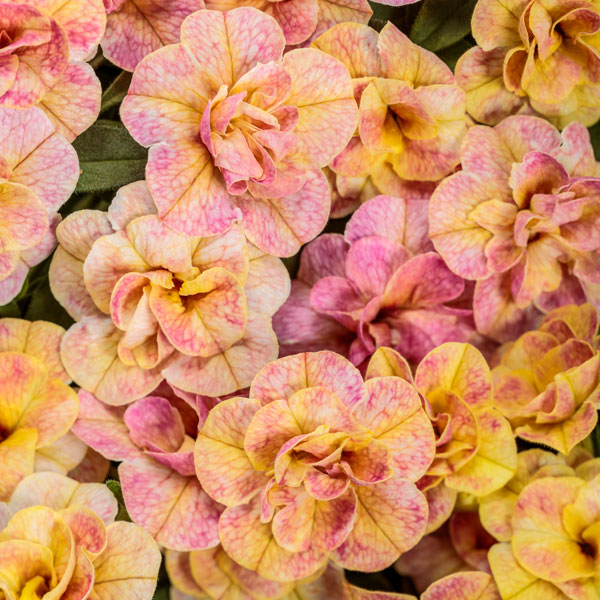 Superbells® Magic Double Grapefruit Calibrachoa
