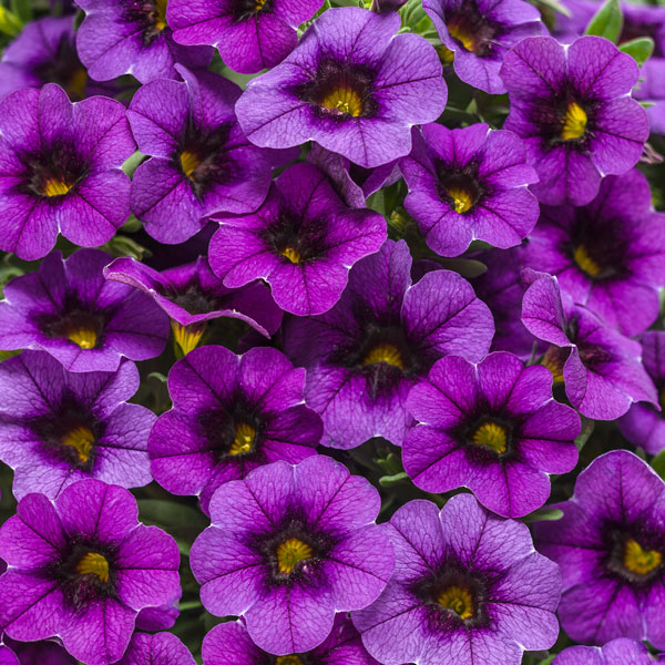 Superbells® Grape Punch Calibrachoa