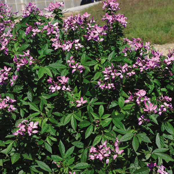 Señorita Rosalita® Cleome
