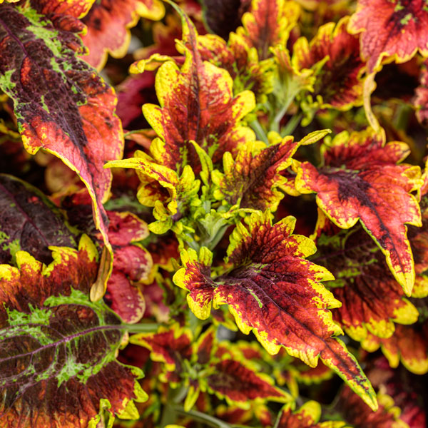 Colorblaze® El Brighto Coleus