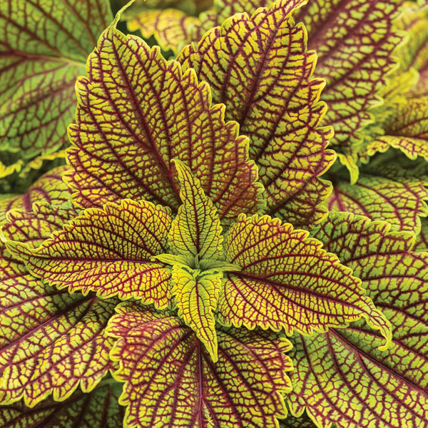 Colorblaze® Golden Dreams™ Coleus