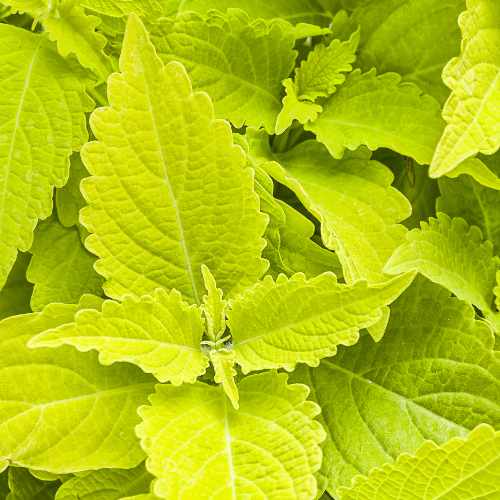 Colorblaze&reg; Lime Time&reg; Coleus