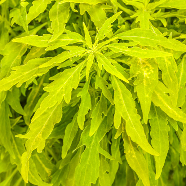 Colorblaze® Mini Me™ Chartreuse Coleus