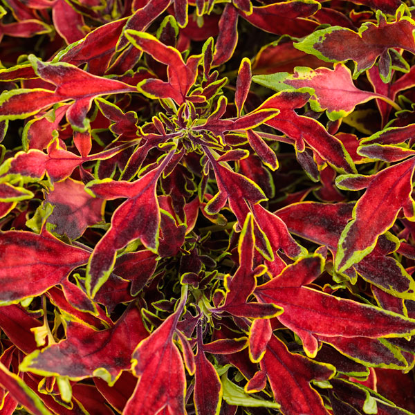 Colorblaze® Mini Me™ Watermelon Coleus