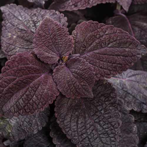 Colorblaze&reg; Newly Noir Coleus