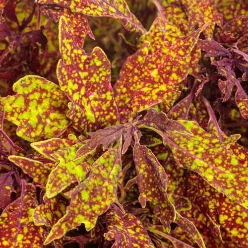 Colorblaze&reg; Pepper Flakes Coleus