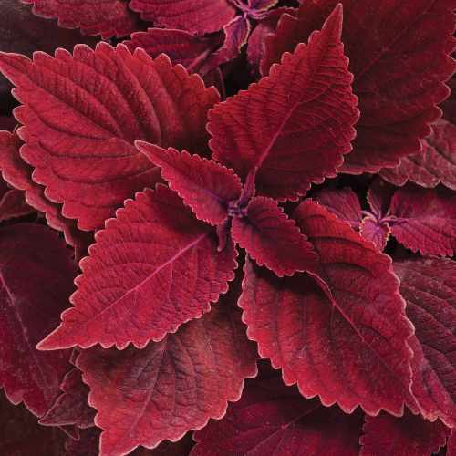 Colorblaze&reg; Rediculous&reg; Coleus