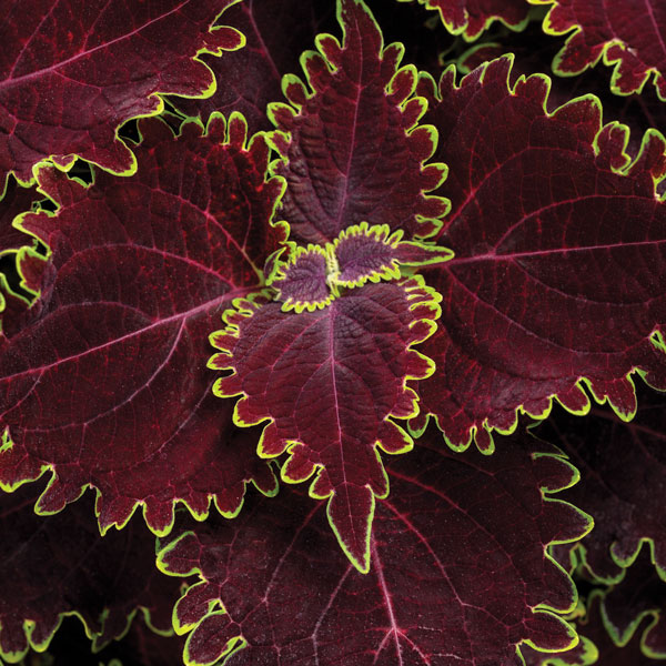 Colorblaze® Wicked Witch Coleus