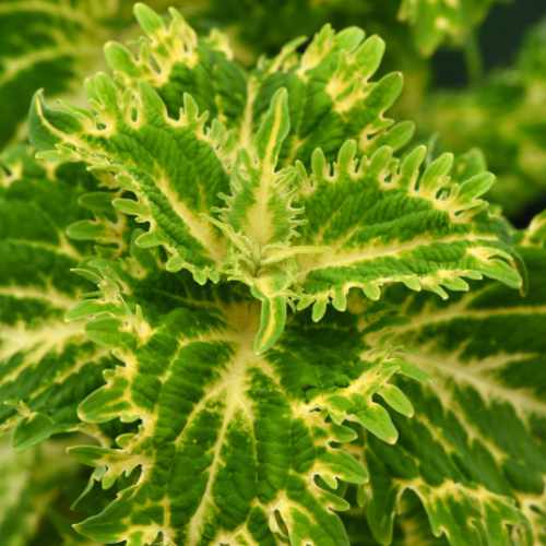 ChargedUp&trade; Keylime Fringe Coleus
